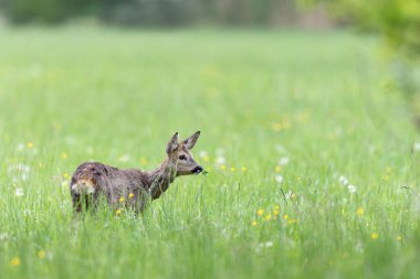 Avrupa Roe-Deer Capreolus Capreolus yakın planda bir çayırda otluyor
