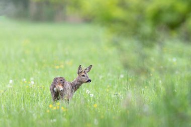 Avrupa Roe-Deer Capreolus Capreolus yakın planda bir çayırda otluyor
