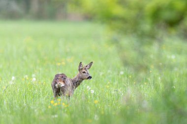 Avrupa Roe-Deer Capreolus Capreolus yakın planda bir çayırda otluyor