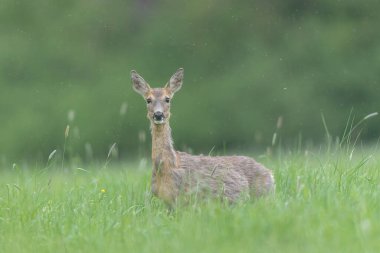 Avrupa Roe-Deer Capreolus Capreolus yakın planda bir çayırda otluyor