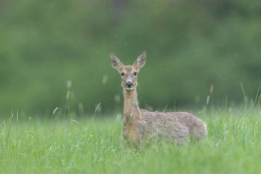 Avrupa Roe-Deer Capreolus Capreolus yakın planda bir çayırda otluyor