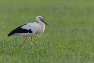 Beyaz leylek Ciconia Portre kipinde bir çayırda besleniyor