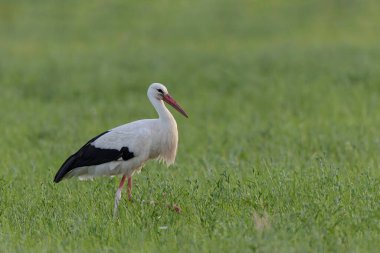Beyaz leylek Ciconia Portre kipinde bir çayırda besleniyor
