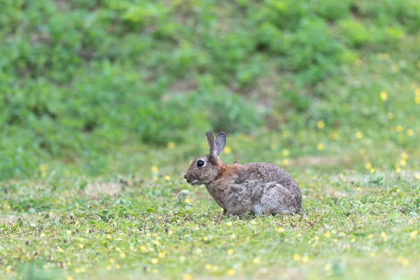 Conejo Europeo Oryctolagus Cuniculus Plena Vista Pastando Prado —  Fotos de Stock