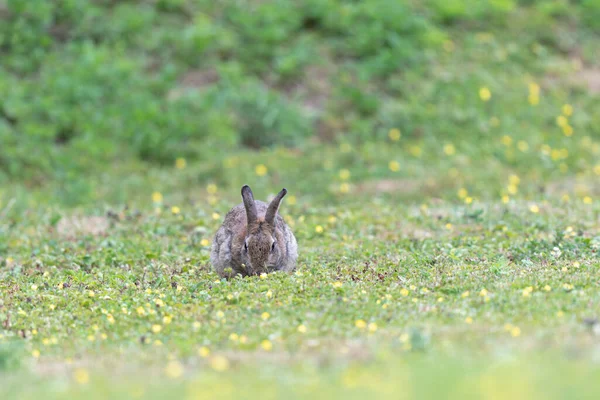 Conejo Europeo Oryctolagus Cuniculus Plena Vista Pastando Prado —  Fotos de Stock