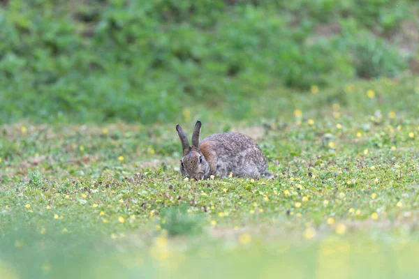 欧洲兔子Oryctolagus Cuniculus在草地上近距离放牧 — 图库照片