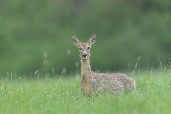 Europees Roe Deer Capreolus Capreolus Grazend Een Weiland Close — Stockfoto