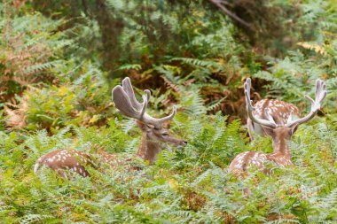 Eğreltiotlarının altındaki ormanda geyik daması yakın görüşte.