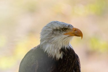 Amerikan Kel Kartalı Haliaeetus leucopcephalus portre modunda