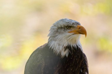 Amerikan Kel Kartalı Haliaeetus leucopcephalus portre modunda