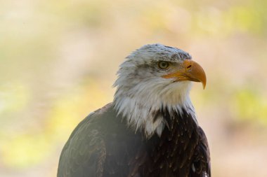Amerikan Kel Kartalı Haliaeetus leucopcephalus portre modunda