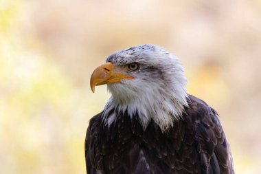 Amerikan Kel Kartalı Haliaeetus leucopcephalus portre modunda