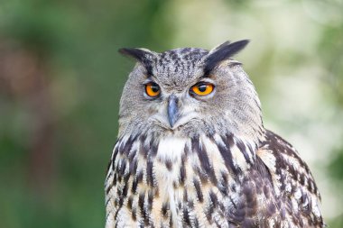 Kartal-Baykuş Bubo Portre kipinde