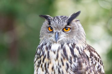 Kartal-Baykuş Bubo Portre kipinde