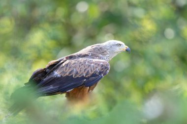 Kırmızı Uçurtma Milvus Milvus yakın görüşte