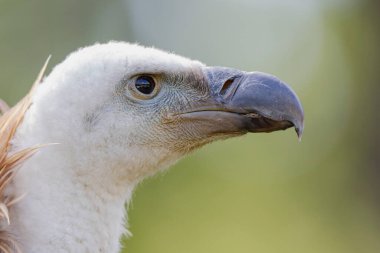 Avrasya Griffon Çemberi fluvusu portre kipinde