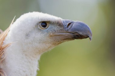 Avrasya Griffon Çemberi fluvusu portre kipinde