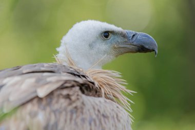 Avrasya Griffon Çemberi fluvusu portre kipinde