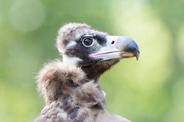 Keşiş ya da Cinereous Vulture Aegypius monachus Portre modunda