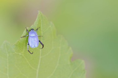 Maymun böcek Hoplia, Fransa 'da Loire nehrinde yaprağın üzerinde oturuyor.