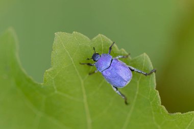 Maymun böcek Hoplia, Fransa 'da Loire nehrinde yaprağın üzerinde oturuyor.