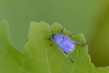 Maymun böcek Hoplia, Fransa 'da Loire nehrinde yaprağın üzerinde oturuyor.