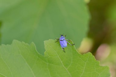 Maymun böcek Hoplia, Fransa 'da Loire nehrinde yaprağın üzerinde oturuyor.
