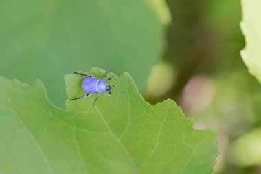 Maymun böcek Hoplia, Fransa 'da Loire nehrinde yaprağın üzerinde oturuyor.