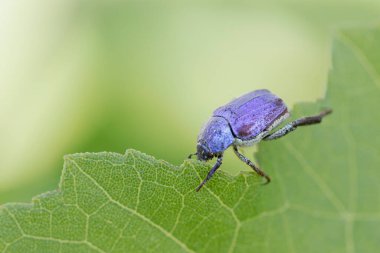 Maymun böcek Hoplia, Fransa 'da Loire nehrinde yaprağın üzerinde oturuyor.