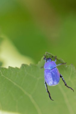 Maymun böcek Hoplia, Fransa 'da Loire nehrinde yaprağın üzerinde oturuyor.