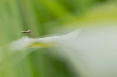 Maymun böcek Hoplia, Fransa 'da Loire nehrinde yaprağın üzerinde oturuyor.