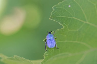 Maymun böcek Hoplia, Fransa 'da Loire nehrinde yaprağın üzerinde oturuyor.