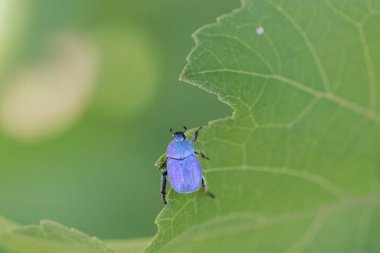 Maymun böcek Hoplia, Fransa 'da Loire nehrinde yaprağın üzerinde oturuyor.