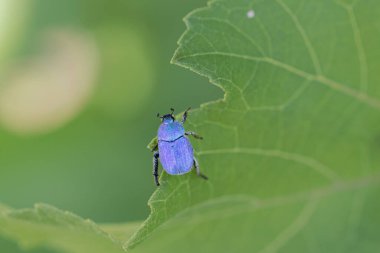 Maymun böcek Hoplia, Fransa 'da Loire nehrinde yaprağın üzerinde oturuyor.
