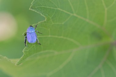 Maymun böcek Hoplia, Fransa 'da Loire nehrinde yaprağın üzerinde oturuyor.