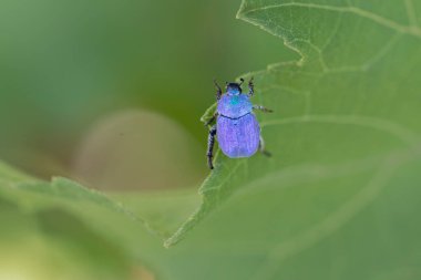 Maymun böcek Hoplia, Fransa 'da Loire nehrinde yaprağın üzerinde oturuyor.