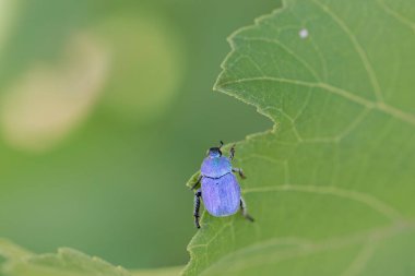 Maymun böcek Hoplia, Fransa 'da Loire nehrinde yaprağın üzerinde oturuyor.
