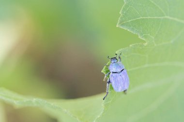 Maymun böcek Hoplia, Fransa 'da Loire nehrinde yaprağın üzerinde oturuyor.