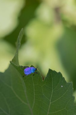 Maymun böcek Hoplia, Fransa 'da Loire nehrinde yaprağın üzerinde oturuyor.