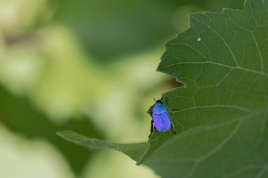 Maymun böcek Hoplia, Fransa 'da Loire nehrinde yaprağın üzerinde oturuyor.