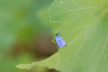 Maymun böcek Hoplia, Fransa 'da Loire nehrinde yaprağın üzerinde oturuyor.