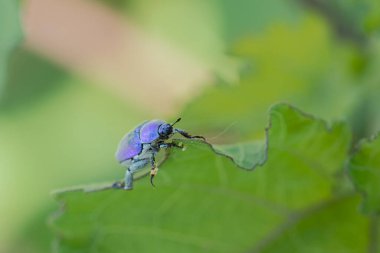 Maymun böcek Hoplia, Fransa 'da Loire nehrinde yaprağın üzerinde oturuyor.
