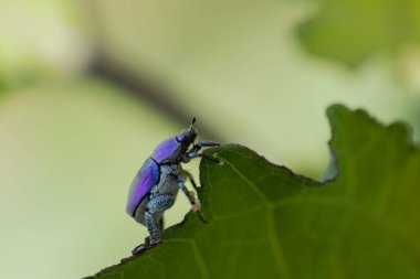 Maymun böcek Hoplia, Fransa 'da Loire nehrinde yaprağın üzerinde oturuyor.