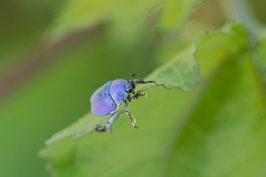 Maymun böcek Hoplia, Fransa 'da Loire nehrinde yaprağın üzerinde oturuyor.