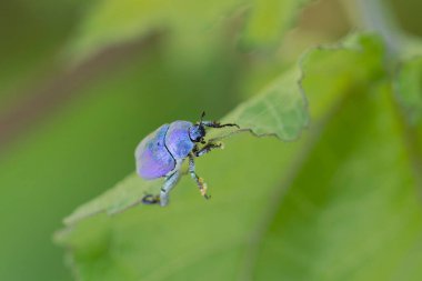 Maymun böcek Hoplia, Fransa 'da Loire nehrinde yaprağın üzerinde oturuyor.