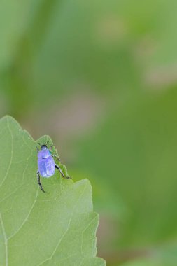 Maymun böcek Hoplia, Fransa 'da Loire nehrinde yaprağın üzerinde oturuyor.