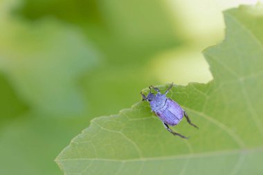 Maymun böcek Hoplia, Fransa 'da Loire nehrinde yaprağın üzerinde oturuyor.