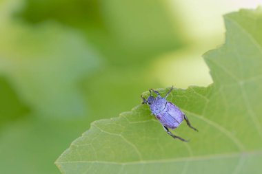 Maymun böcek Hoplia, Fransa 'da Loire nehrinde yaprağın üzerinde oturuyor.