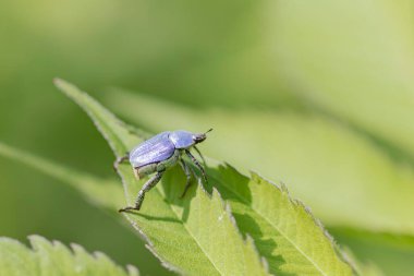 Maymun böcek Hoplia, Fransa 'da Loire nehrinde yaprağın üzerinde oturuyor.