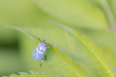 Maymun böcek Hoplia, Fransa 'da Loire nehrinde yaprağın üzerinde oturuyor.